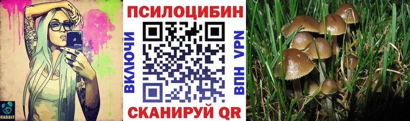 Галлюциногенные грибы Psilocybine cubensis  Сокол 